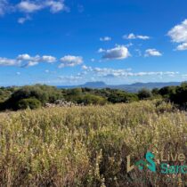 view on tavolara island from a sardinia plot with mediterranean greenery