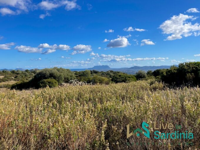 view on tavolara island from a sardinia plot with mediterranean greenery