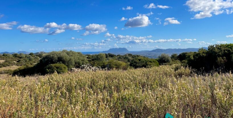 view on tavolara island from a sardinia plot with mediterranean greenery