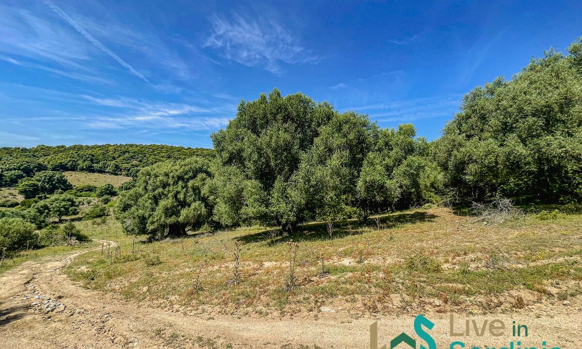 Farmhouse-For-Sale-Arzachena