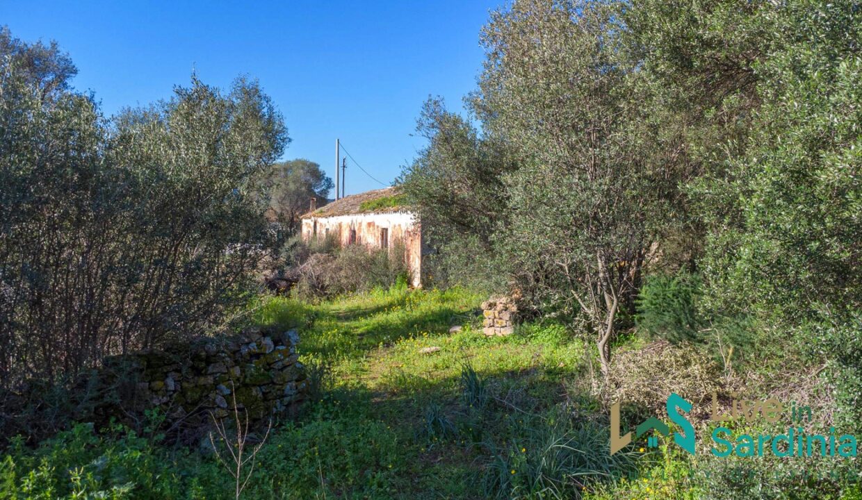 Rustic-Home-with-Olive-Grove-For-Sale-Near-Sale-In-Porto-San-Paolo