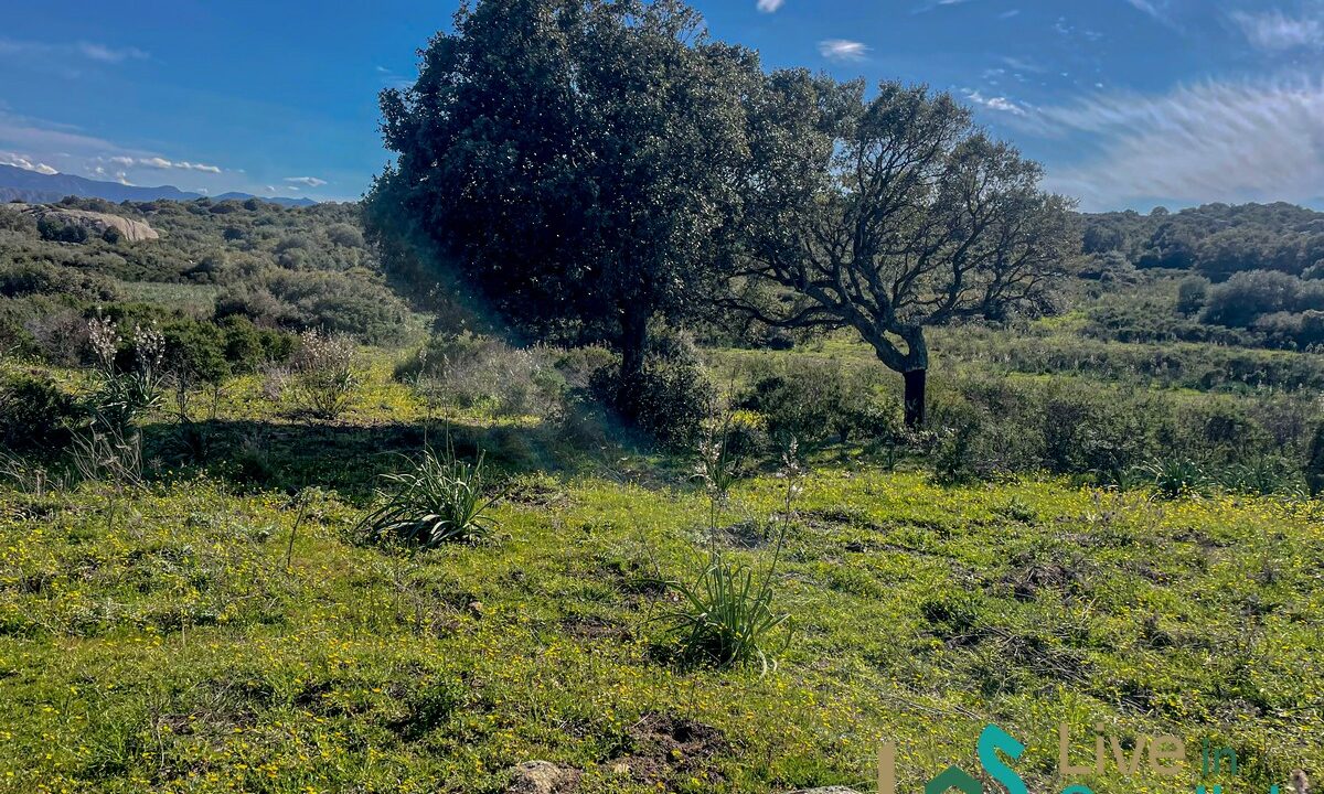 cottage-for-sale-Sardinia (119)