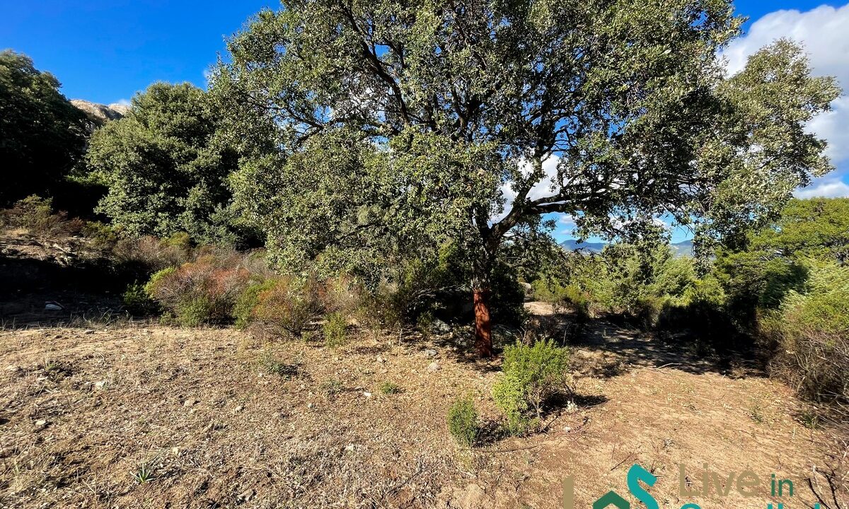 cottage-for-sale-Sardinia (166)