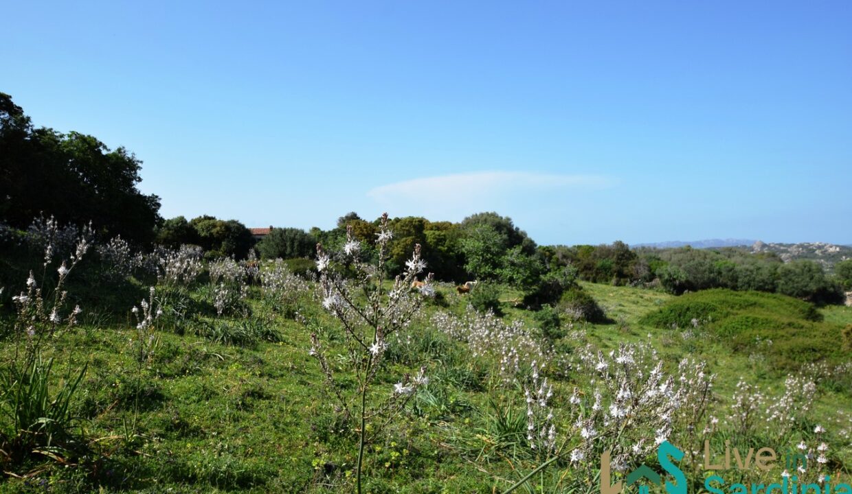 farmhouse-for-sale-luogosanto (14)